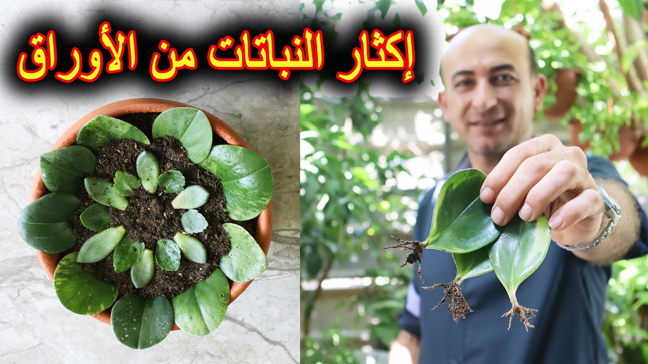 هل تعلم بتقدر تكاثر النباتات من أوراقها؟