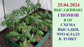 ВЫСАЖИВАЮ ГНОМОВ В ОТКРЫТЫЙ ГРУНТ 25.04.2024. СХЕМА ВЫСАДКИ, ЧТО КЛАДУ В ЛУНКУ.