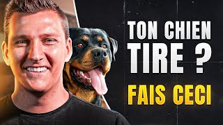 Chien qui tire en laisse : voilà comment lui apprendre à ne plus tirer