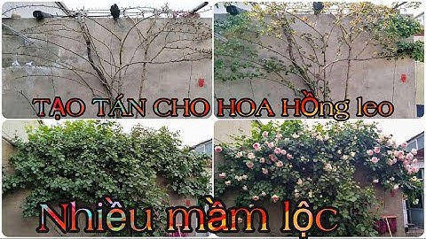 CÁCH CHĂM SÓC HOA HỒNG LEO NHIỀU MẦM LỘC.CHUẨN GARDEN TV