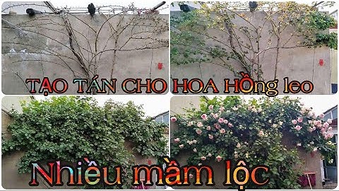 Hướng dẫn cách chăm sóc hoa hồng leo