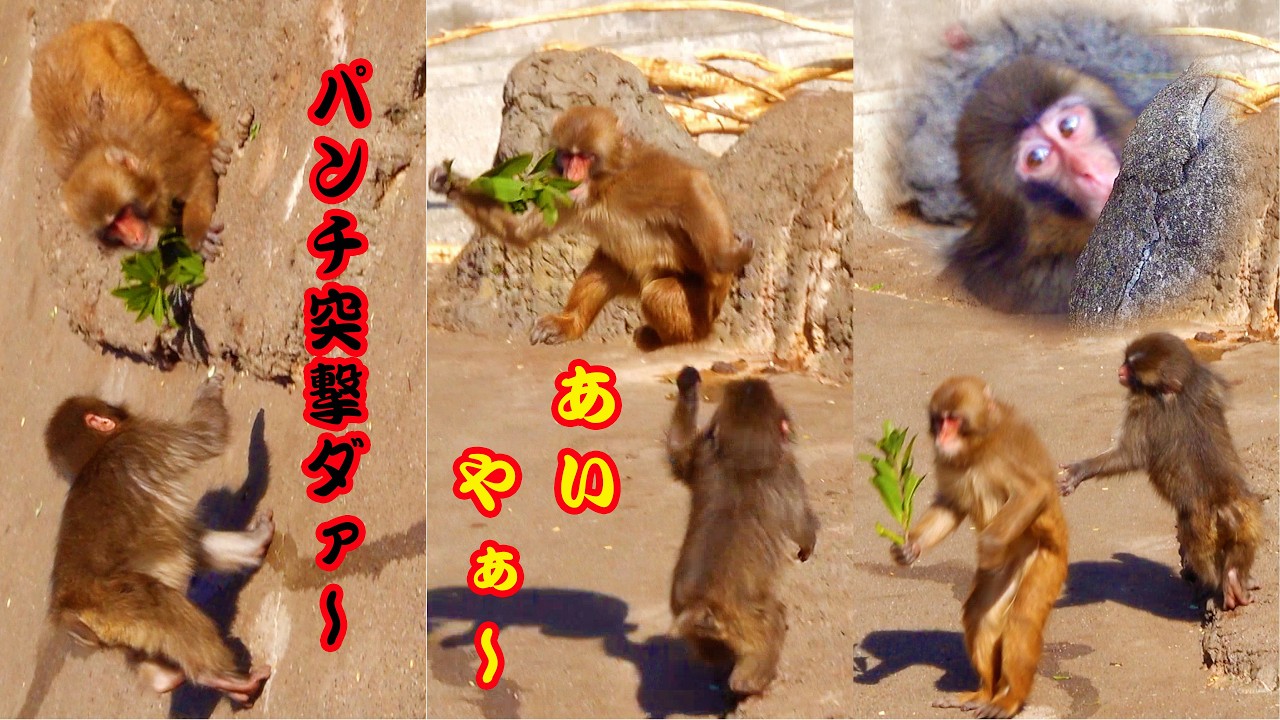 おはようパンチくん🐒 笑撃的な映像⁉️ この後❗️パンチはモミアゲ