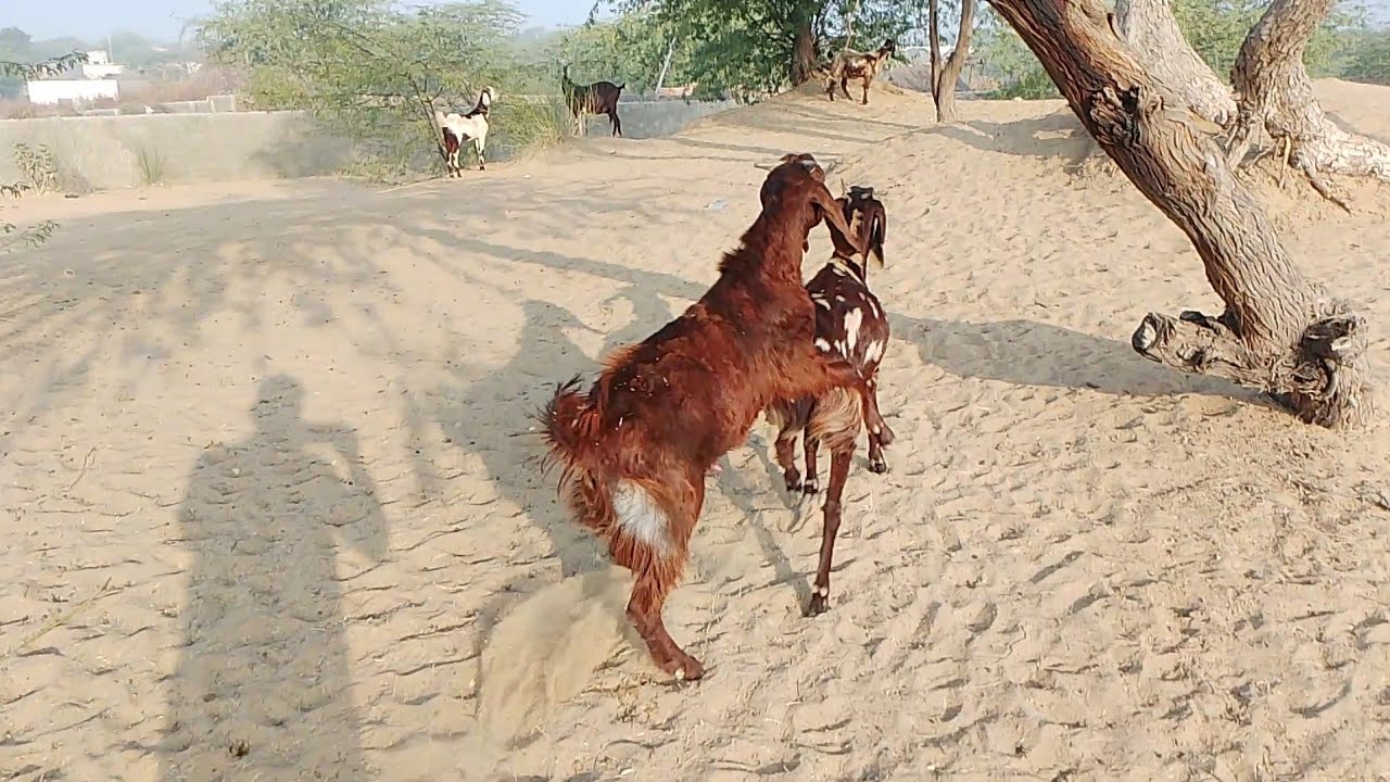 2 goats fighting 🤣 funny 🤣 meeting styles village life 