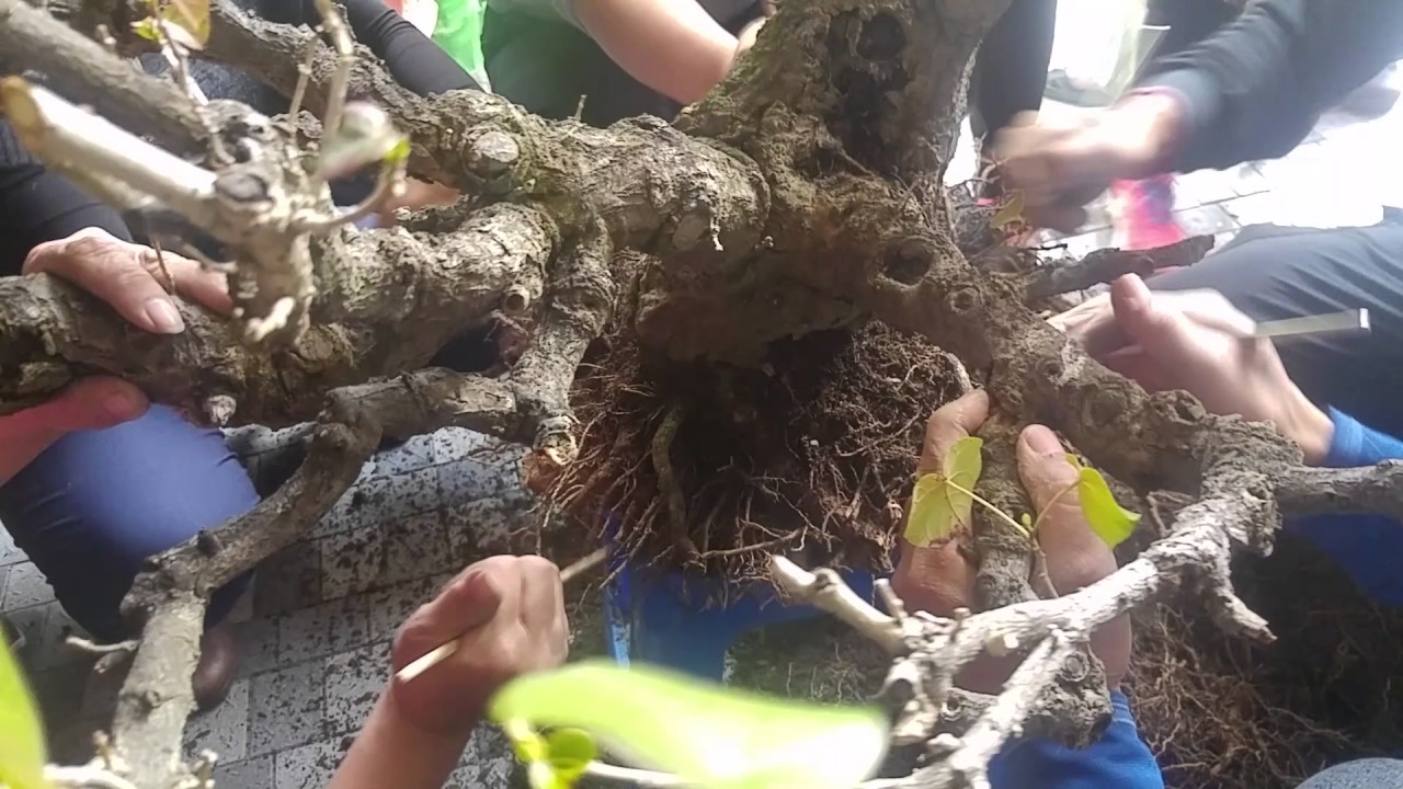 黃槿盆栽移植換盆(二)