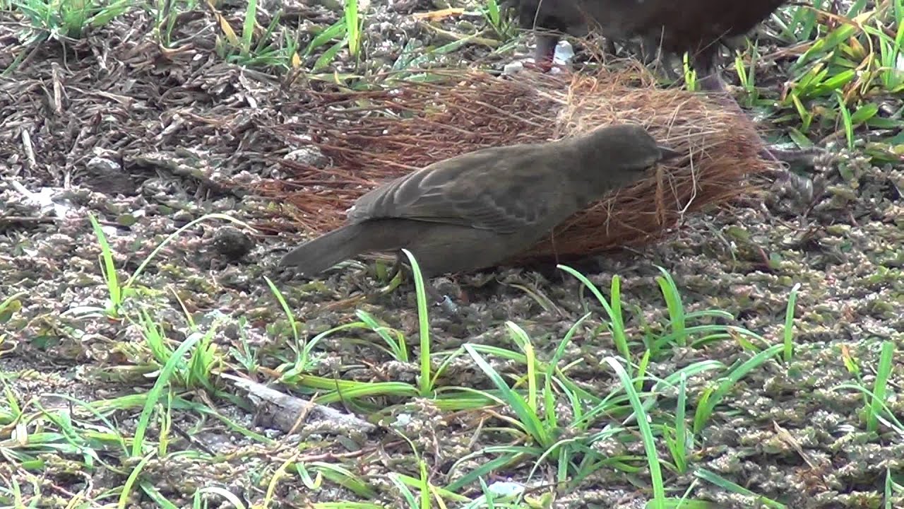 Seychelles Fody 