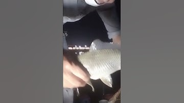 Fishing - Câu cá chép sông - Câu cá tự nhiên #shorts