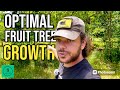 Using swales to save fruit trees from high water tables  permaculture qa 11