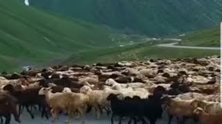 amazing sheep's خروف الغنم معز جميلة جدا