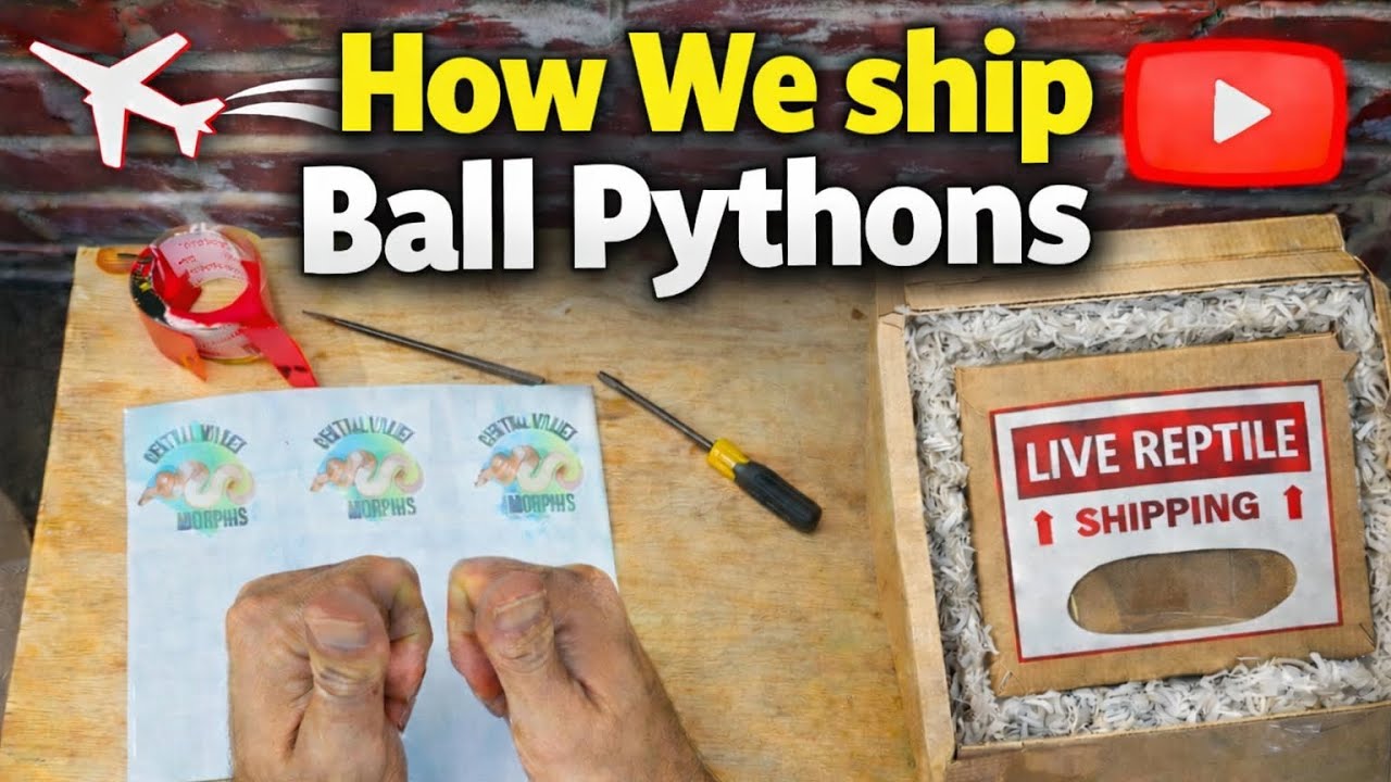 Shipping Live Snakes! How we do it. 