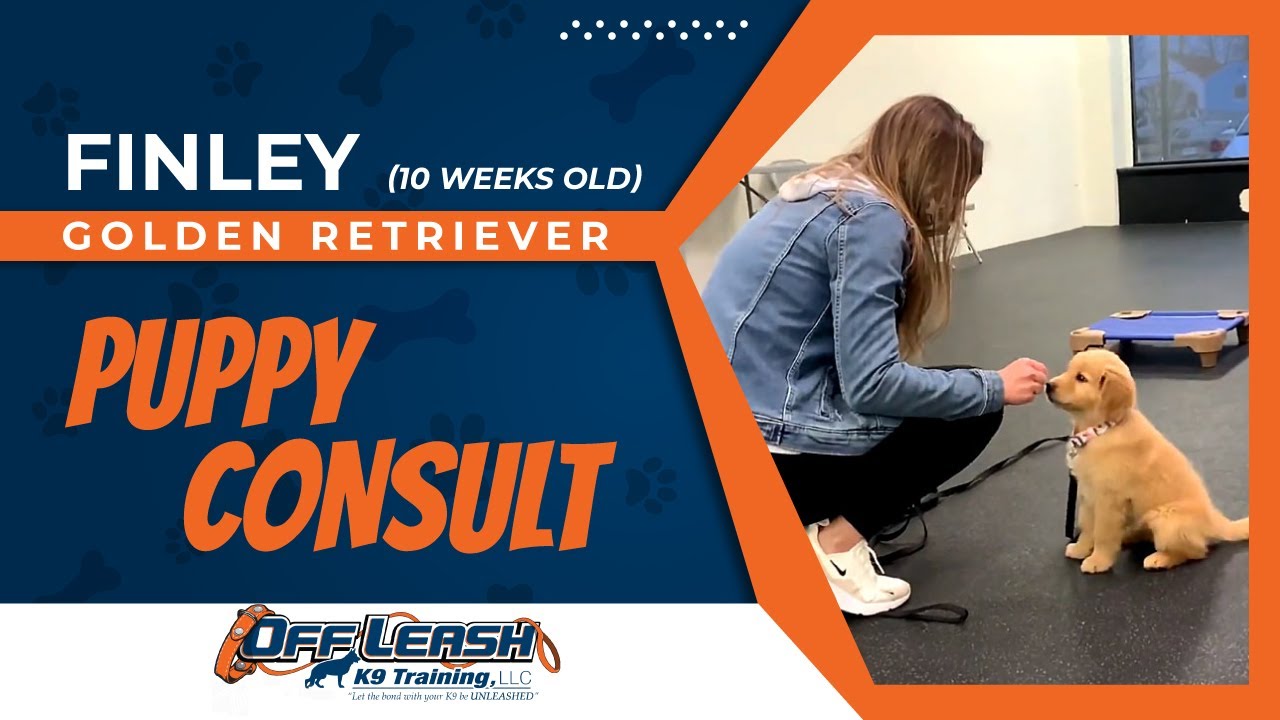 🆕Puppy Training Northern Virginia Dog Trainer In Northern Virginia 🆕