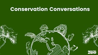Conservation Conversation: Amur Leopard
