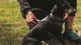 RC Pet Products Cirque Soft Walking Step In Dog Harness Reviews screenshot 4