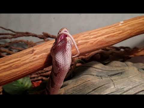 Nourrissage Python Royale à la Souris Adulte