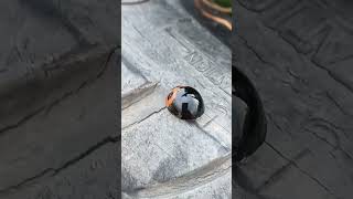#cute dancing bug #ladybug