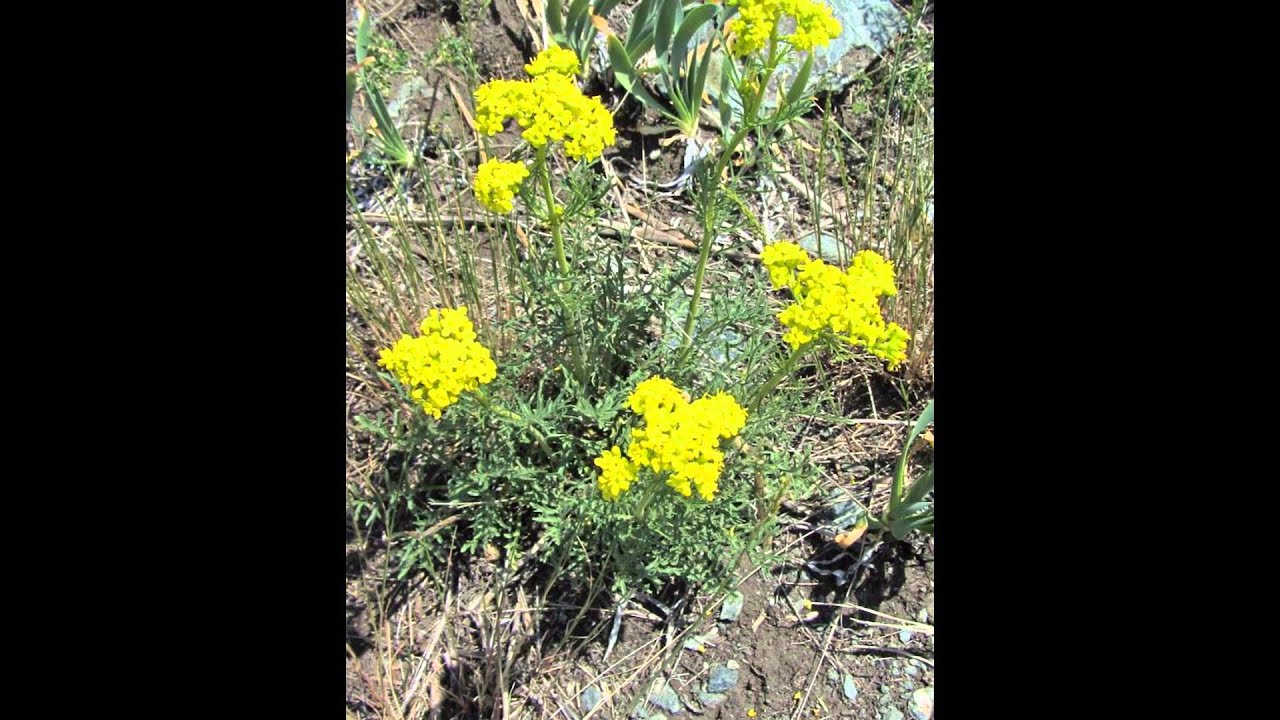 ПАТРИНИЯ  (PATRINIA)  сем. Валериановые