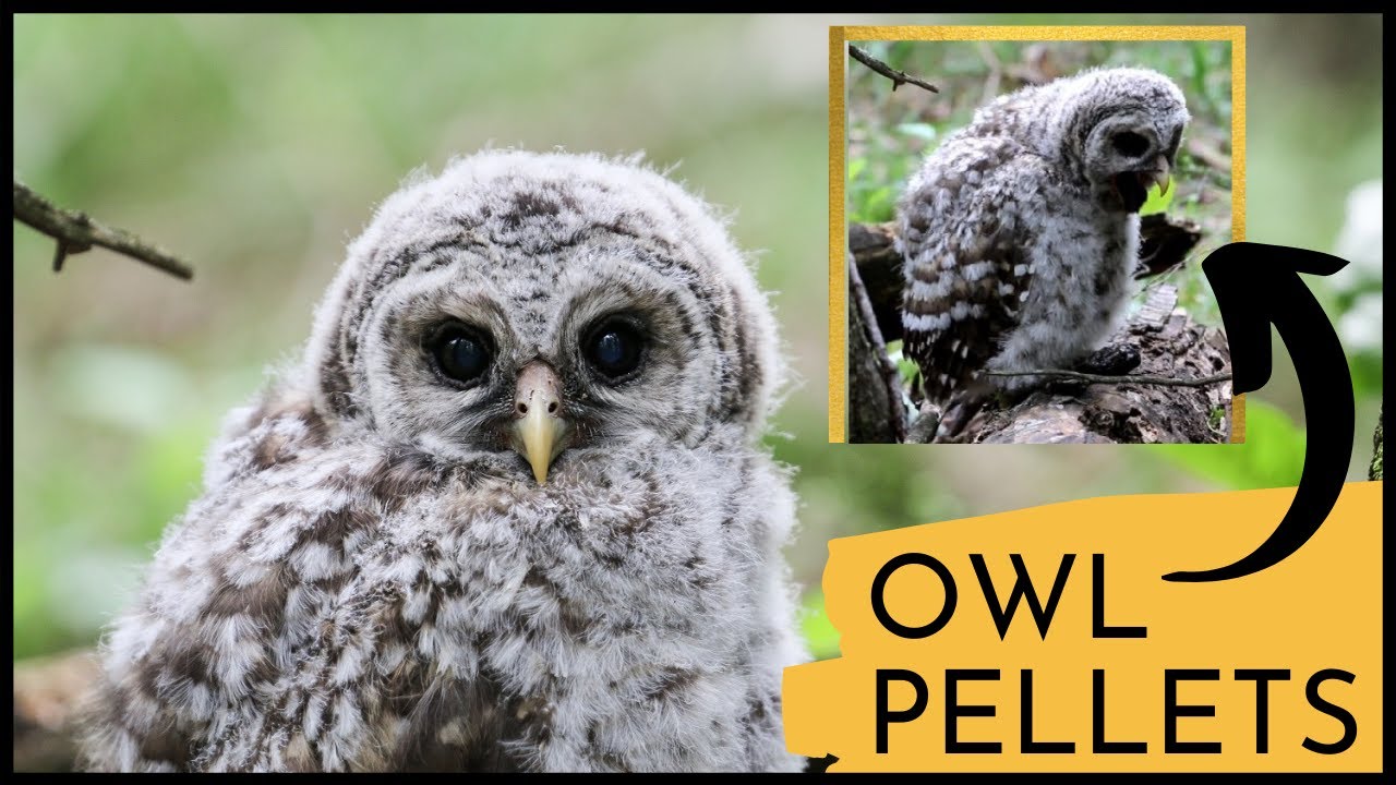 Barred Owl Chick Regurgitates Pellets