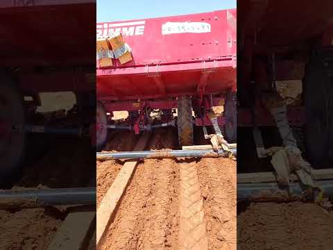 Planting potatoes spunta..