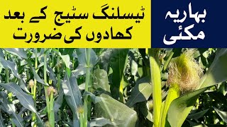 Maize Corn | Best nutrition plan after tasseling stage | Fertilizer during silking | when to apply