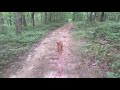 Day 3 dog trailing training