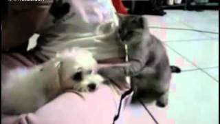 最欠揍的猫咪