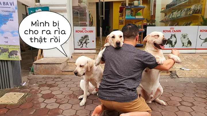 Top 12 củ cải cà rốt