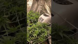 Spider Farmer 4000 grow update