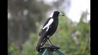 50 fascinating fast facts about magpies