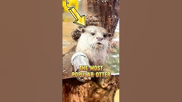The otters in the pond have a new home