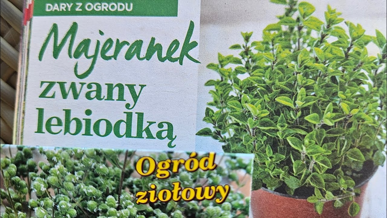 Wysiewam Majeranek - Uprawa Majeranku.