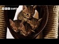Acrobatic bengal kittens learn to hunt  wonderful world of puppies  bbc earth