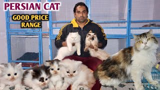 Good Price Range Main Shandar Persian Cat's At Shakeel Cat House by SHADAB NBT 58,042 views 1 year ago 7 minutes, 57 seconds