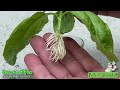 Growing A New Basil Plant From A Trimming Tutorial