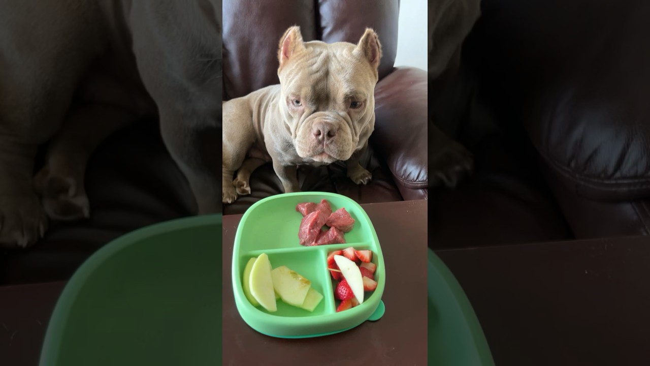 My American Bully eating a delicious meal❤️ 