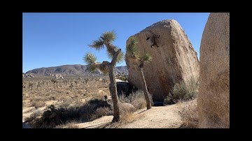 Flash of "White Rastafarian"- V2 hb. Bouldering in Joshua Tree NP. California climbing.