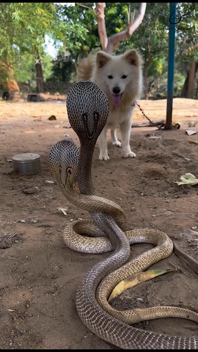 Exciting fight between cobra snake and dog in a tense moment| breathtaking scene #snake #snakeresque