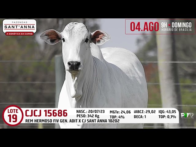 LOTE 19   CJCJ 15686