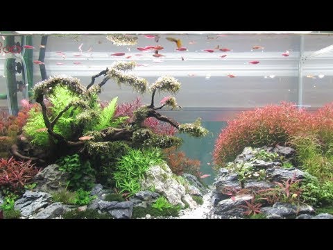 2017觀賞魚博覽會創意造景魚缸(2)