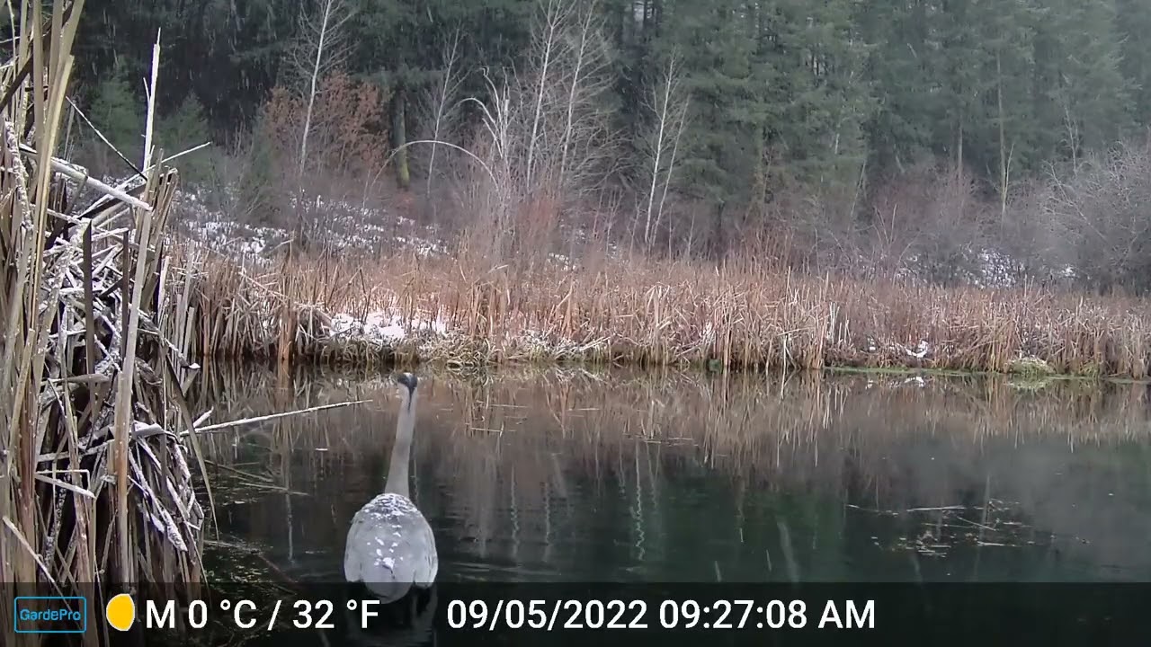 Great blue heron on a snowy day