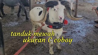 Luxury horned agile sheep are available at Andir Bayongbong Market, Garut || Latest sheep prices ...