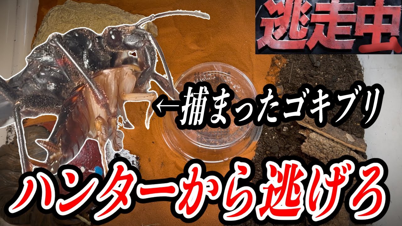 生き残ったゴキブリの数だけ賞金が貰える企画でカメラマン感情爆発！！！