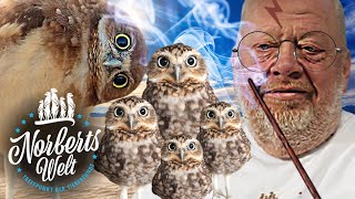 Harry Potters Briefeule | KANINCHENEULE oder Kauz? | NORBERTS WELT | Zoo Zajac