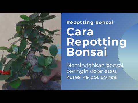 Video: Pemindahan Crabapple - Bagaimana dan Bila Untuk Memindahkan Pokok Crabapple