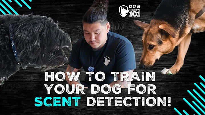 How to Train Your Dog for Scent Detection: Group Class Using Kong Toys!