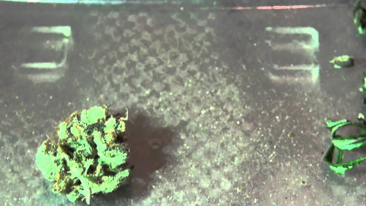 Drying Bud from the Blackstar Chrome LED Tent