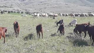 Halep Keçi Sütü  Nasıl Değerlendirilir Resimi