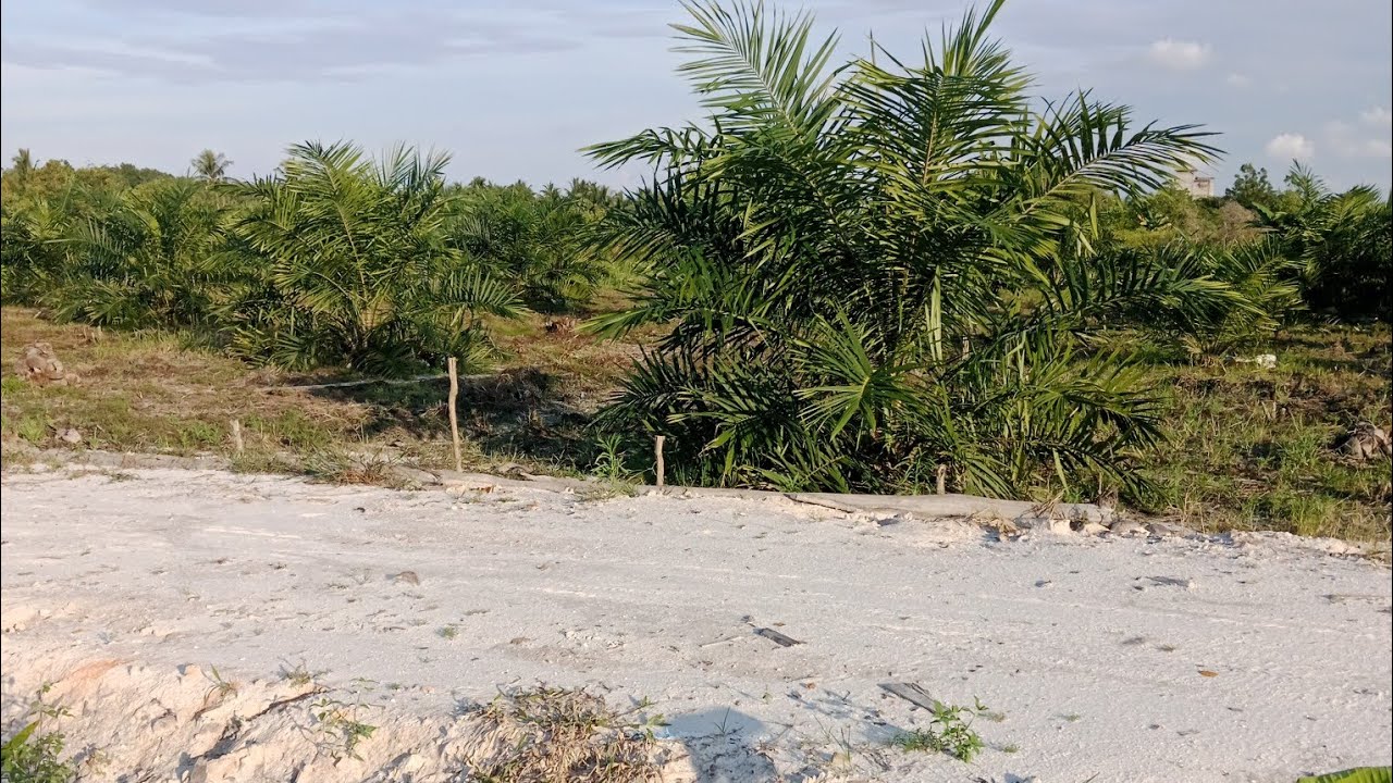 Pembersihan Piringan Dan Kastrasi Sawit PPKS 239