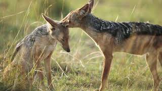 Black Backed Jackals