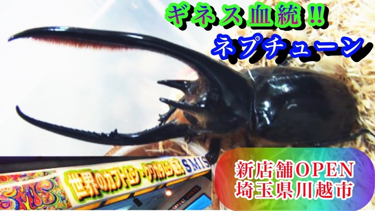 【カブトムシ・クワガタムシのお店】クワカブイベントでもおなじみ！！「SMIS」さんがついに店舗OPENしたので早速潜入してきました　Ryu's Tree#92【店舗紹介】【ギネス血統ネプチューン】