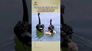 Sự Thật Bất Ngờ Về Cách Thiên Nga Đực Có Con