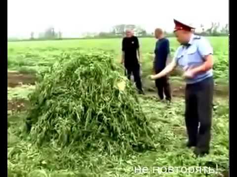 რა დაემართა პოლიციელს მარიხუანას დაწვის დროს